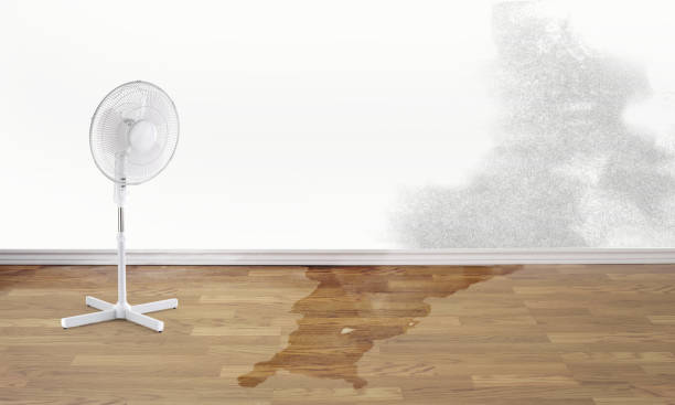 Best Water damage contractors near me  in Siena College, NY